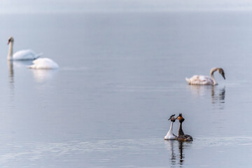 Mating games of two water birds Great Crested Grebes. Two waterfowl birds Great Crested Grebes swim in the lake with heart shaped silhouette