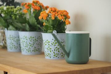 Colorful flowers and watering can on wooden table