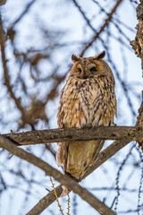 Long-eared owl (Asio otus), looking forward with wide opened eyes