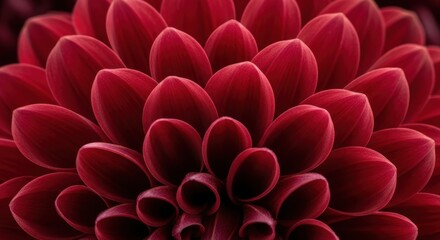 Macro Dark Red Flower Petals