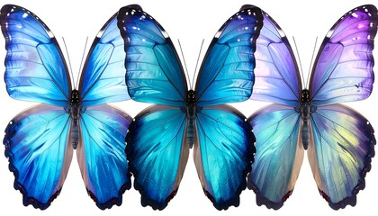 Fototapeta premium Three vibrant butterflies