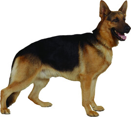 cute dog sitting isolated on a white background