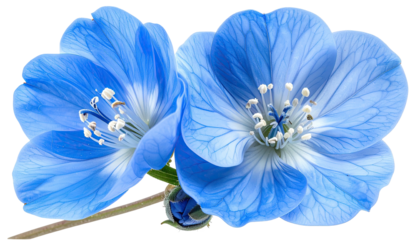 Pair of light blue flowers with prominent stamen and slight buds