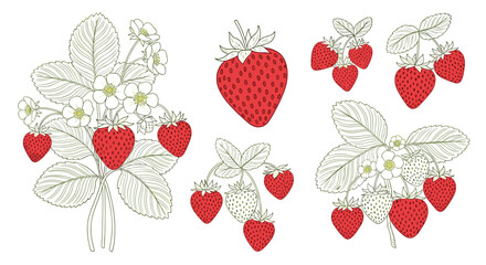 A vibrant collection of botanical illustrations showcasing ripe red strawberries, delicate white blossoms, and lush green leaves, suitable for spring and summer themes.