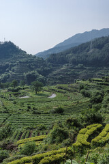 Naklejka premium Tea Terrace Fields in Zhejiang Mountains, Lishui, China — Summer Morning Countryside Landscape