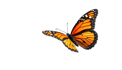 Fototapeta premium Monarch butterfly with vibrant orange wings on black background