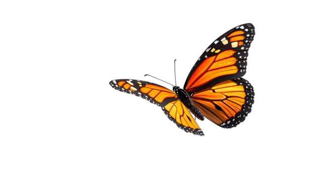 Monarch butterfly with vibrant orange wings on black background