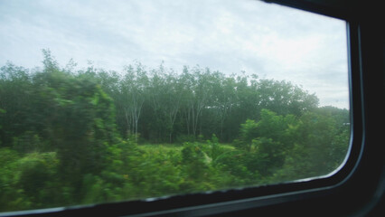 Trees and forest views outside the train window