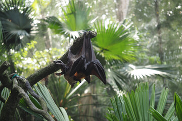 Large bat roosting on a branch in a tropical forest