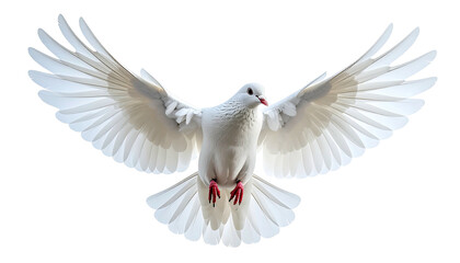 Fototapeta premium White dove soaring, wings spread wide, against a dark background