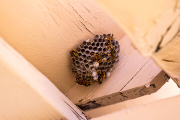 Upward view at paper wasp nest