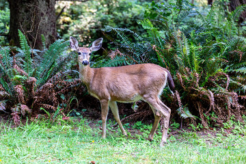 Portrait of a female deer in a forest