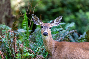 Portrait of a female deer in a forest