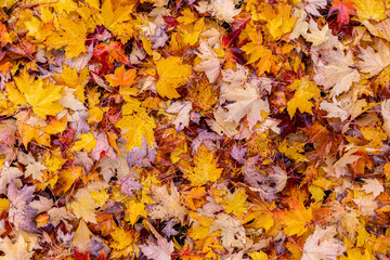 View al fall leaves laying oin the ground after strong wind
