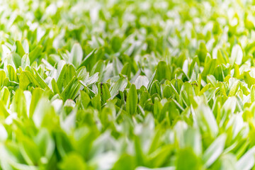 Green leaves with water drops after rain
