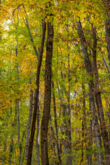 Autumn forest foliage, vibrant yellow and green leaves on tall trees during the changing season
