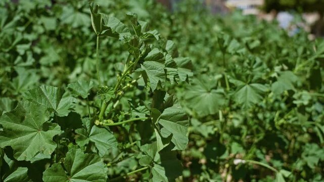 Lush green malva sylvestris growing outdoors in sunny torrevieja, spain, showcasing vibrant foliage and natural beauty under the bright sun.
