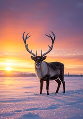 Majestic Reindeer Stands Proudly in Snowy Landscape at Sunset.