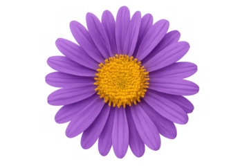 Purple daisy flower with yellow center, an isolated bloom on transparent background, full view of colorful petals