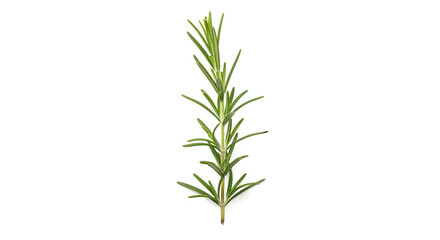 Obraz premium Rosemary Sprig A Detailed Image of Fresh Herb on White Background