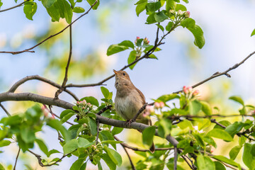Thrush Nightingale, Luscinia luscinia. A bird sits on a tree branch and sings