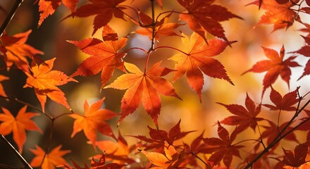 Vibrant Autumn Maple Leaves in Warm Sunlight.