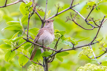 Thrush Nightingale, Luscinia luscinia. A bird sits on a tree branch and sings