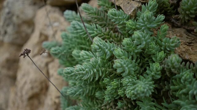 Green succulent plants growing on rocky terrain, outdoor setting, exhibiting lush vegetation and natural texture, typical of mallorca's mediterranean landscape.