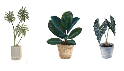 Obraz premium Illustration of House Plants Ficus Cyathistipula African Fig, Ficus elistica, Alocasia, set of interior house plants with transparent background