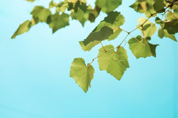 Fresh Spring Grape Leaf in Sunlight with Bright Blue Sky Background