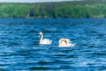 Two Graceful white Swans swimming in the lake, swans in the wild