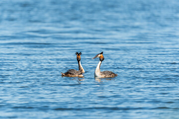 Mating games of two water birds Great Crested Grebes. Two waterfowl birds Great Crested Grebes swim in the lake with heart shaped silhouette