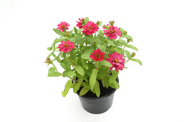 Red zinnia flowers are blooming in a potted plant.