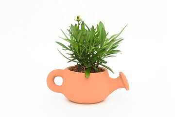 Green tree in a vase  isolated on white