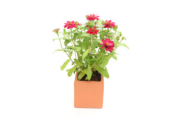 Red zinnia flowers are blooming in a potted plant.