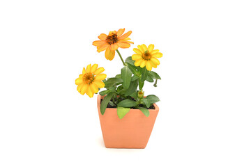 Bright yellow zinnia flowers are blooming in a potted plant.