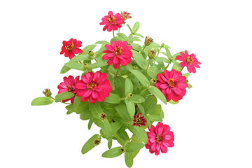 Fototapeta premium Red zinnia flowers with green leaves on a wite background