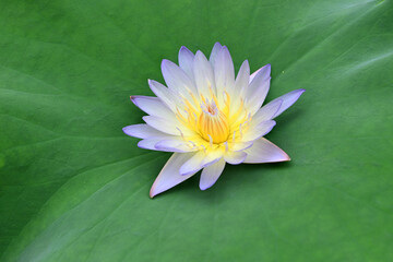 Close-up of a beautiful water lily on a green leaf isolated on white