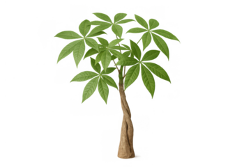 Money tree plant with braided trunk and lush green leaves creating a symbol of prosperity on transparent background