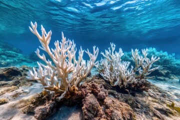 Underwater Scene of Vibrant Coral Reef with Clear Blue Water in Tropical Ocean Environment