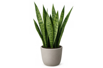 Snake plant or sansevieria trifasciata in a ceramic pot, houseplant for home and office decoration, transparent background