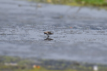 red headed gull