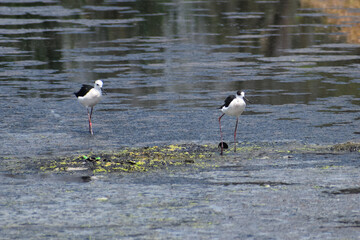 black winged stilt