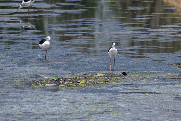 great blue heron ardea cinerea