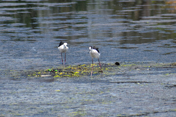black crowned night heron