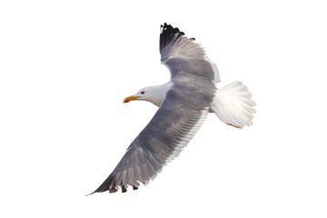 Heuglin's Gull flying isolated on transparent background png file