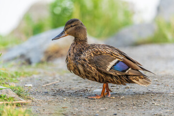 A duck female stands on its paws on the green shore of a pond.