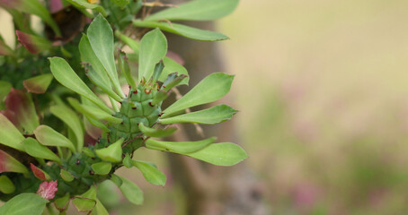 Vibrant ornamental foliage on light background, perfect for photography, design, or natural copy space.