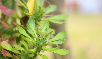 Beautifully colored ornamental plants on a soft light background, ideal for photo backdrop or copy space.