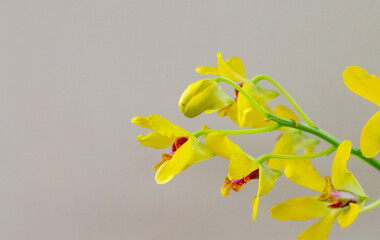 Beautiful yellow orchid flower on soft light background, perfect for photo backdrop or copy space.